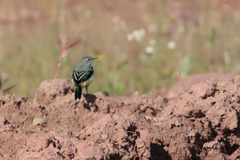 Motacilla cinerea