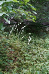 Bromus benekenii