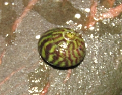 Steromphala umbilicalis