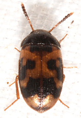 Mycetophagus flexuosus