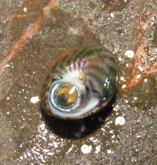 Steromphala umbilicalis