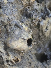 Amphibalanus improvisus