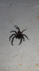 Asthenoctenus borellii