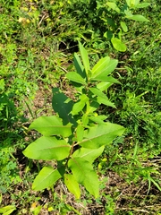 Asclepias