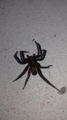 Asthenoctenus borellii