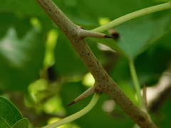 Maclura pomifera