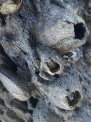 Amphibalanus improvisus