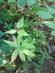 Medeola virginiana