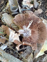 Lyophyllum decastes