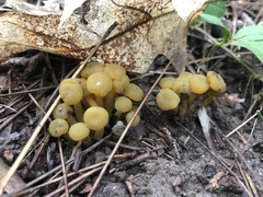 Leotia lubrica