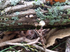 Hohenbuehelia angustata