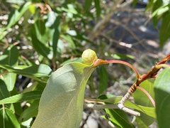 Pemphigus populicaulis