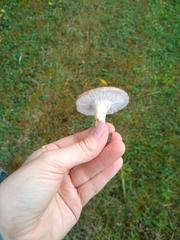Lactarius uvidus