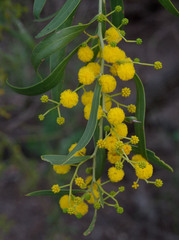 Acacia rostellifera
