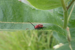 Tetraopes tetrophthalmus