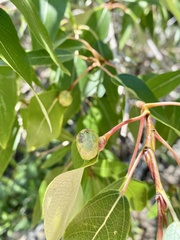 Pemphigus populicaulis