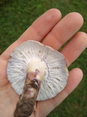 Lactarius uvidus