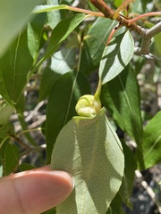 Pemphigus populicaulis