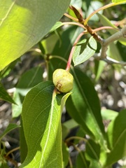 Pemphigus populicaulis