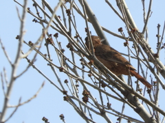 Pseudoseisura lophotes