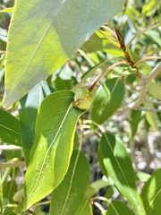 Pemphigus populicaulis