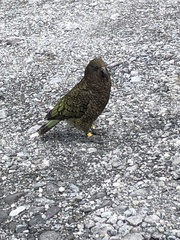 Nestor notabilis
