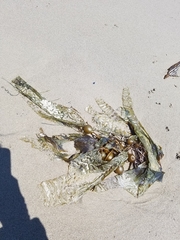 Macrocystis pyrifera