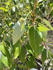 Pemphigus populicaulis