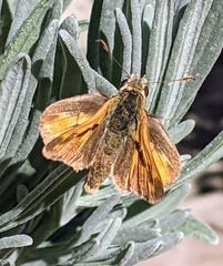 Ochlodes sylvanoides