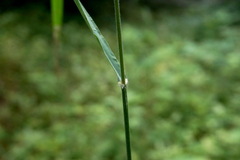 Bromus benekenii