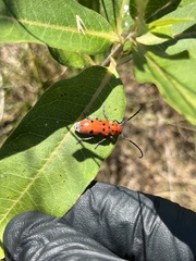 Tetraopes tetrophthalmus