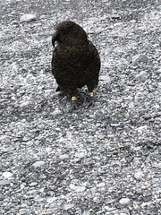 Nestor notabilis