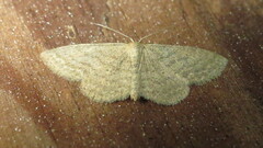 Scopula inductata