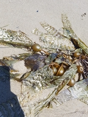 Macrocystis pyrifera