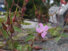 Geranium robertianum
