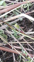 Pseudochorthippus parallelus