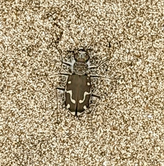 Cicindela hirticollis