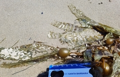 Macrocystis pyrifera