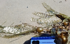 Macrocystis pyrifera