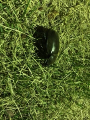 Trypoxylus dichotomus septentrionalis