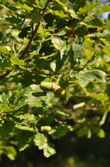 Quercus robur