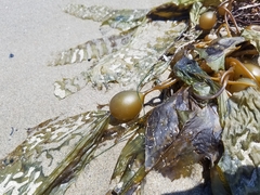 Macrocystis pyrifera