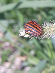 Graphosoma italicum italicum