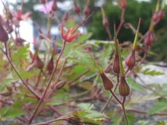 Geranium robertianum
