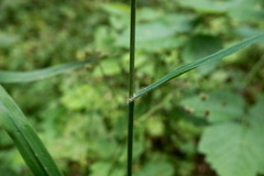 Bromus benekenii