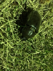 Trypoxylus dichotomus septentrionalis