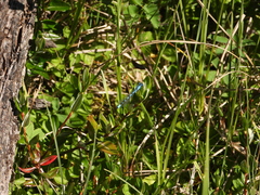 Enallagma annexum