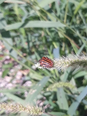 Graphosoma italicum italicum