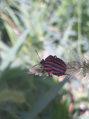 Graphosoma italicum italicum