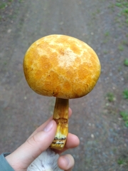 Gymnopilus luteus